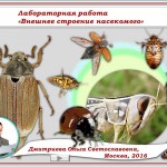 Интерактивная лабораторная работа «Внешнее строение насекомого»