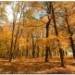    Осень в лесу (Интерактивная игра)
