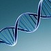 Что такое ДНК? Выделение ДНК растений и животных.