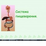 "Пищеварительная Система"