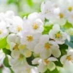 Обобщение опыта по теме"Формирование универсальных учебных действий на уроках русского языка и литературы"