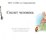 Скелет человека