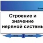 Строение и значение нервной системы