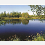 презентация по Экологии