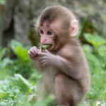 The World of Animals