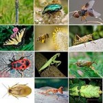 Весна в мире насекомых