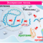 Экспрессия генов.
