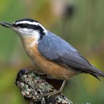 Урок русского языка в 4 классе по теме:"Обучающее изложение"