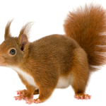 Урок математики для определения вычислительных навыков знания таблицы умножения.