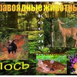 Хищные и травоядные животные