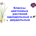 Классы цветковых