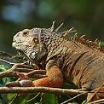 КЛАСС ПРЕСМЫКАЮЩИЕСЯ. ОБЩАЯ ХАРАКТЕРИСТИКА