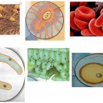 Урок природоведение "Разнообразие и строение клеток"