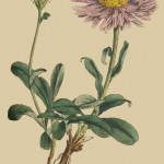 "МК ПО ActivInspire. Итоговая работа". 