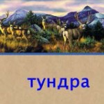 Игровые задания для уроков по теме «Природные зоны», «Тундра»