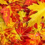 Волшебница Осень