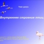 Внутреннее строение птиц
