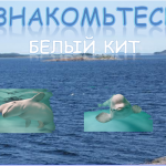 Внеклассное мероприятие  в рамках  Недели в защиту животных  «Говорящие с белухами»