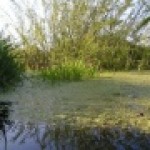 животные болот