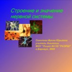 Строение и значение нервной системы