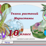 Ткани растений. Меристемы