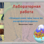 Интерактивная лабораторная работа "Определение типа ткани по микрофотографиям. Мышечные ткани"