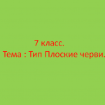 Плоские черви