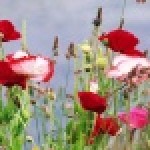 Здоровый ребёнок в здоровой семье