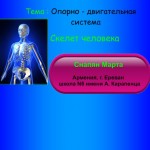 Опорно - двигательная система человека. Скелет.