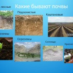 «Почва. Как образуется почва».