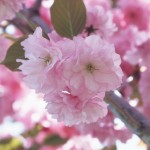 Образовательные результаты выпускника основной школы.Портфолио девятиклассника.