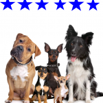 Почему мы любим кошек и собак