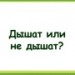 Дышат или не дышат?