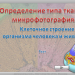 Тест "Ткани человека". Результаты лабораторной работы