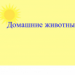 домашние животные