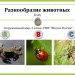 Разнообразие животных. Тест.
