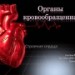 Методическая разработка к уроку Органы кровообращения Еремеева СЛ