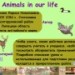 Конкурс ИнтерАктивный учитель. Animals in our life