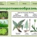 Интерактивный плакат "Папоротникообразные"