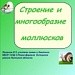 Строение и многообразие моллюсков