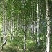 Жизнь леса.