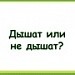 Дышат или не дышат?