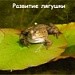 Развитие лягушки