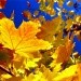 Явления природы (1 часть)