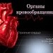 Методическая разработка к уроку Органы кровообращения Еремеева СЛ