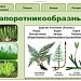 Интерактивный плакат "Папоротникообразные"