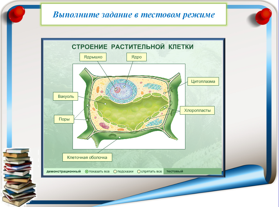 Строение клетки.