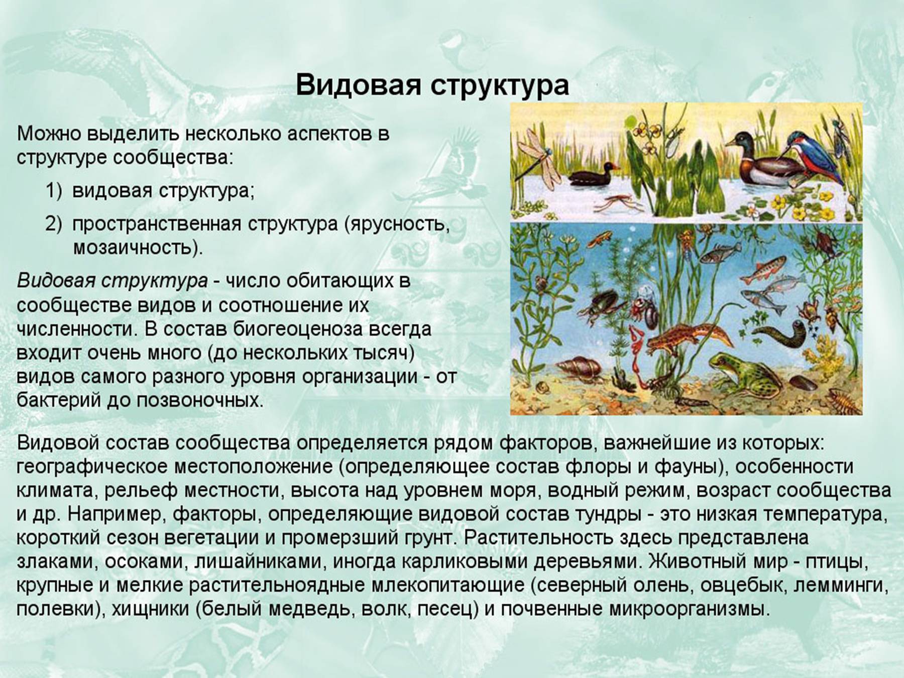Искусственные природные сообщества пруд. Структура экосистемы. Структура сообщества экосистемы. Экосистема структура экосистемы. Видовая структура экосистем.