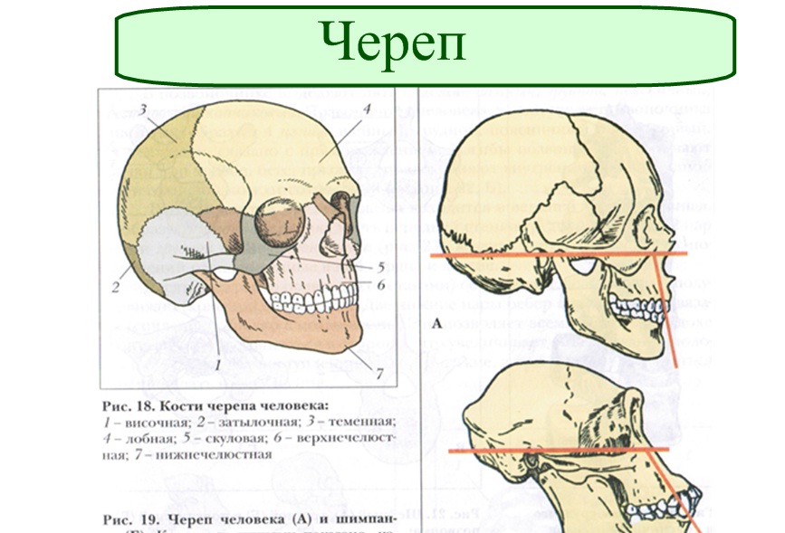 Скелет черепа и туловища