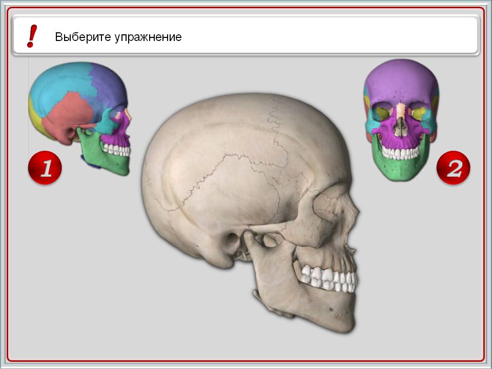 Большие черепа людей